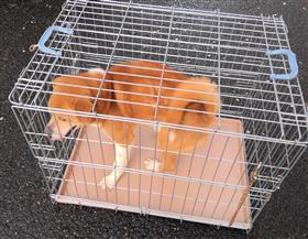 犬、雑種、茶白、約7歳