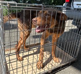 犬、雑種、茶黒、オス、約4歳、首輪なし