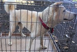 犬、写真、雑種、薄茶、オス