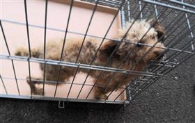 トイプードル、うす茶、メス、推定12歳程度、首輪なし