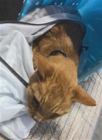 猫、雑種、茶色