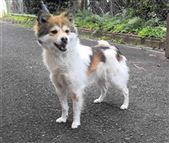 犬写真二里町茶白黒