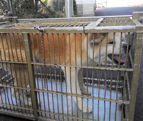 秋田犬、3歳程度、茶白、オス