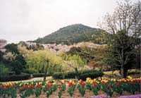 市による薬草園や花壇の整備、管理が行われています。