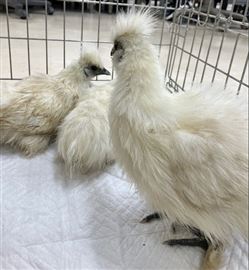 鳥、写真、烏骨鶏、
