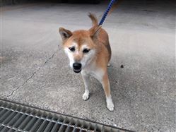 犬、写真、柴犬