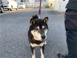 犬、写真、柴犬
