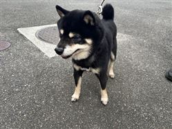 犬、写真、柴犬