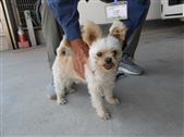 犬、画像