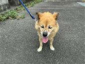 犬、画像