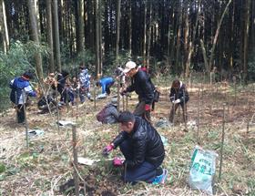 広葉樹の植栽