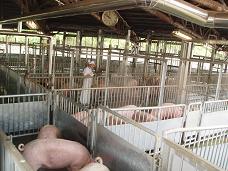 写真：豚の生体検査の様子