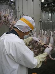 写真：検査員による鶏の内臓摘出後検査の様子