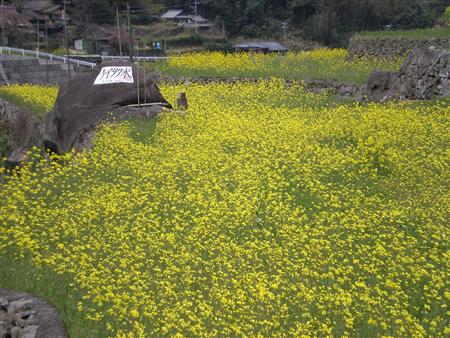 なのはなケイタク