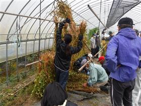 そばの収穫作業後、干す作業を手伝っている様子（下関屋の棚田地域住民と佐賀女子短期大学生徒）