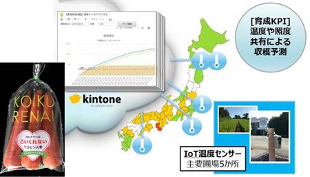 【リコピン人参】図1