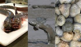 有明海の珍魚集合