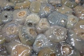 海葵
