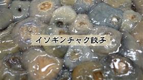 イソギンチャク餃子1