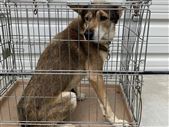 犬　画像