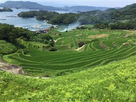 大浦の棚田