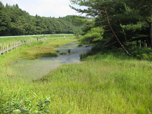 湿原の様子