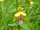 カキランの花