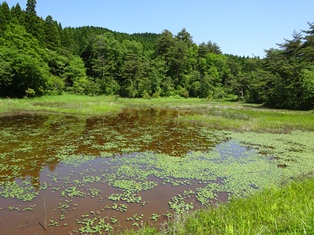 樫原湿原