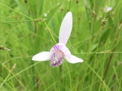 トキソウの花