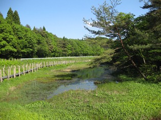 樫原湿原