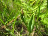 トキソウの花芽