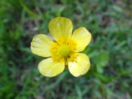 ウマノアシガタの花