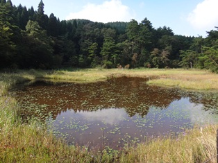 湿原の状況