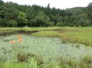 湿原の風景