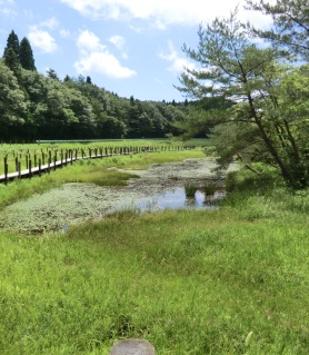 湿地風景