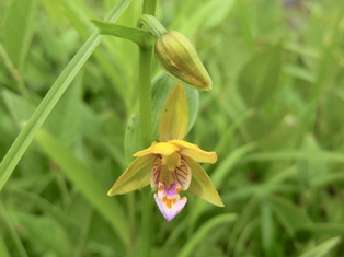 カキランの花