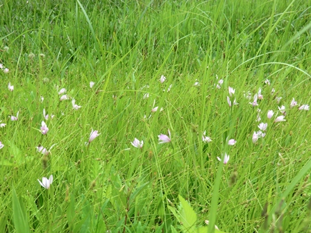 トキソウ群落