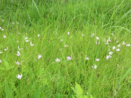 トキソウ群落