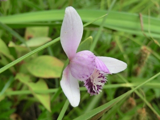 トキソウの花