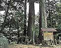 小川内の杉の詳細へ