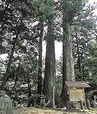 小川内の杉の写真
