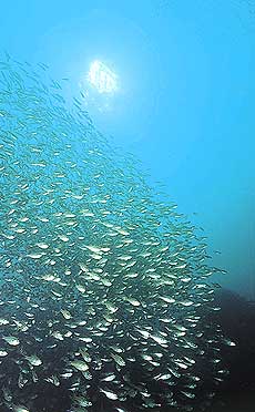 玄海海中公園の様子