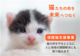 ピースウィンズ保護猫