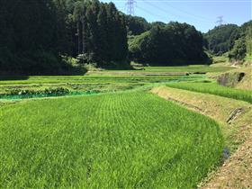 基山町の棚田写真1