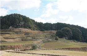 基山町の棚田写真2