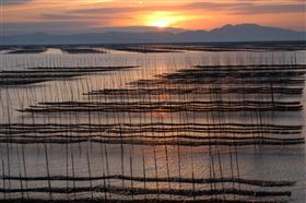 夕焼けの有明海、海苔畑