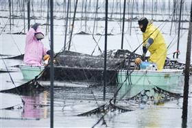海苔漁師さんたちによる海苔の収穫風景