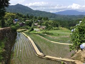 田植え完了後の平野の棚田