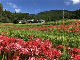 江里山の棚田