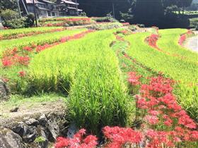 江里山の棚田